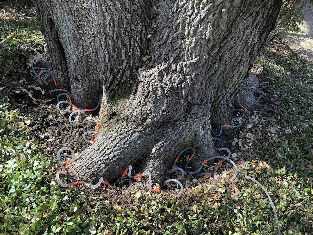 Detailed Tree Cabling and Bracing job site in Sharon
