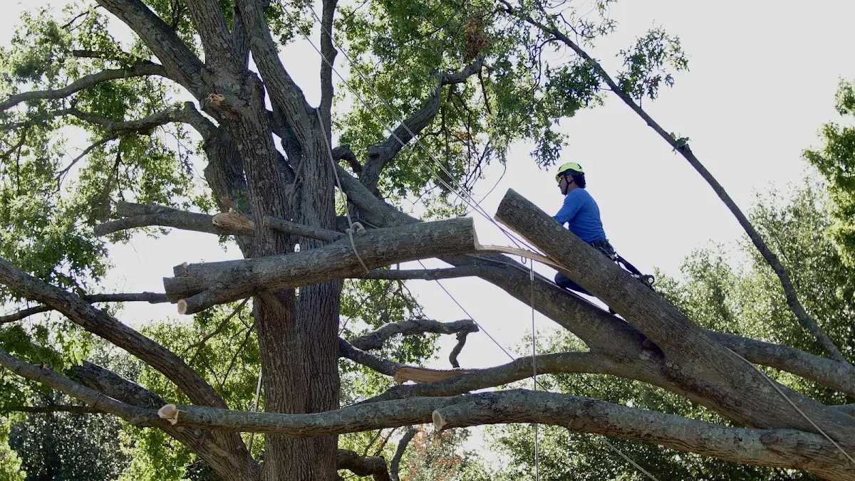 Professional Crown Thinning performed by certified arborists in Sharon